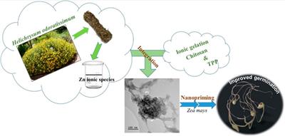 Zn nutrients-loaded chitosan nanocomposites and their efficacy as nanopriming agents for maize (Zea mays) seeds